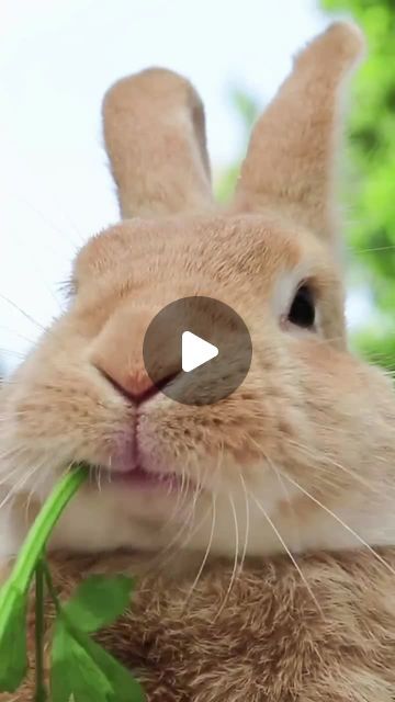 Country Living UK | on Instagram: "Happy Easter everyone! Here's a beautiful video of fluffy bunnies for you to enjoy🐰 #Easter #EasterBunny #Wildlife" Bunny Video, Fluffy Bunnies, Country Living Uk, Beautiful Video, Happy Easter Everyone, Fluffy Bunny, Country Living, Happy Easter, Easter Bunny