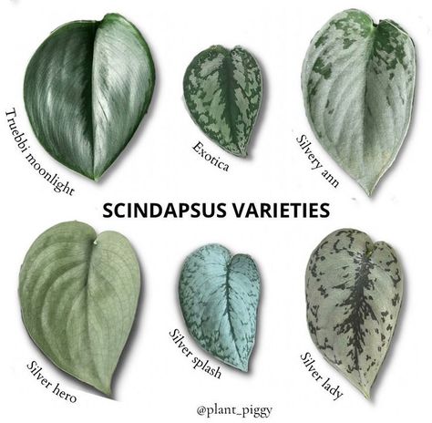 Scindapsus varieties Scindapsus are becoming more popular. And I understand why… they are so pretty. I have 10 different varieties in my collection. Some are hanging, some are climbing. How many do you have? And are they hanging or climbing? . . . Follow @ecofriendlyfact via plant_piggy #carpet #greencarpet #greencleaning #cleaning #greencleaningtips #greencleaningproducts #recycle Paper Botanicals, Philodendron Plant, Plant Identification, Green Carpet, House Plants Indoor, Foliage Plants, Plant Collection, I Understand, Planting Herbs