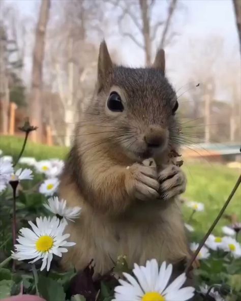 Squirrel.. 😊 Squirrel Memes, Nut House, Squirrel Funny, Petting Zoo, Animal Portraits, Cute Squirrel, Rare Animals, Majestic Animals, Animal Pics