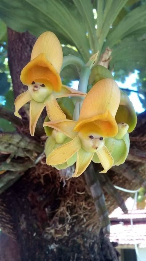 Stunning Catasetum "epiphytic Orchids". How adorable! Wonderland Garden, Strange Flowers, Weird Plants, Rare Orchids, Exotic Orchids, Beautiful Plants, Wonderful Flowers, Unusual Plants, Unusual Flowers