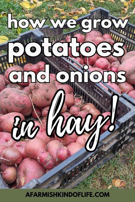 Growing potatoes in hay: Ruth Stout gardening Grow Potatoes, Planting Potatoes, Homestead Gardens, Potato Onion, Organic Mulch, Banana Chocolate Chip Muffins, Growing Potatoes, Growing Fruit, Food Website