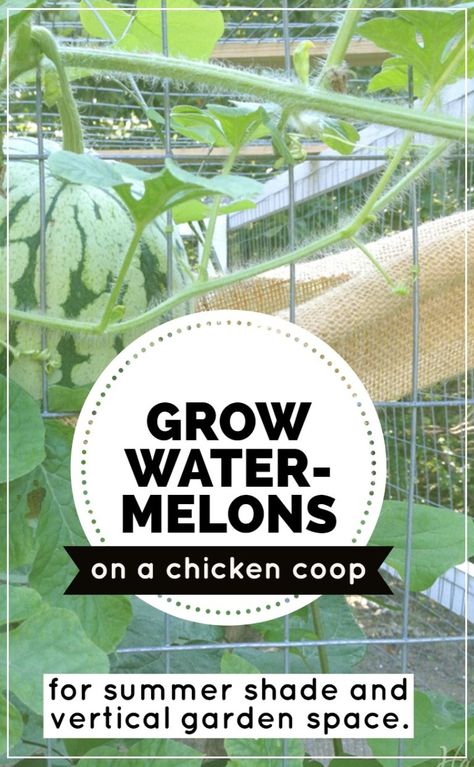 Growing Watermelons Vertically on a Chicken Coop as a Trellis - Hawk Hill Watermelon Vines, Chicken Coop Blueprints, Coop Run, Urban Chicken Farming, How To Grow Watermelon, Watermelon Plant, Portable Chicken Coop, Chicken Coop Run, Urban Chickens