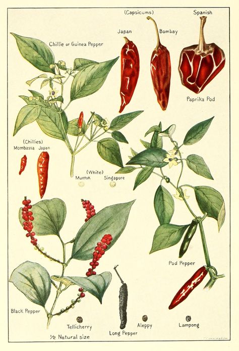 biomedicalephemera: "Have you ever wondered what the relation between the ground black peppercorns in a pepper shaker is to the chili peppers and bell peppers on the plate? Turns out, they’re pretty much unrelated, aside from both being plants and from planet Earth." Drawing Kitchen, Botanical Drawing, Food Wall Art, Botanical Illustration Vintage, Illustration Botanique, Arte Sketchbook, Scientific Illustration, Chili Peppers, Marjoram