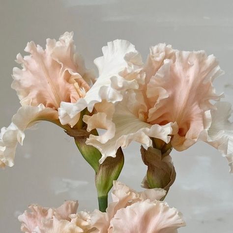 Florist Brooke Snodgrass on Instagram: "If you’re looking for your sign to choose a late May/early June wedding date … just check out those ruffles 🤩 a whole wedding full of Iris would be beyond dreamy!" Early June Wedding, Single Flowers, June Wedding, Single Flower, Wedding Date, Grimm, Florist, Ruffles, Textiles