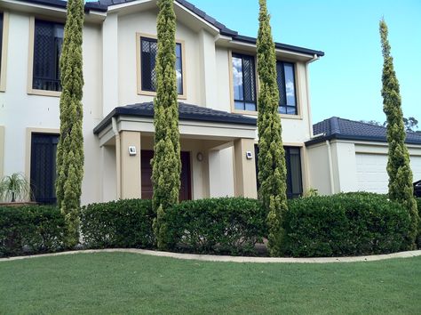 Nice hedge/pencil-pine combo running beside a path. Was a great way to define the path. Pencil Pine, Pine Garden, Reno Ideas, Modern Garden, Hedges, My Dream Home, Reno, Beautiful Design, Landscaping