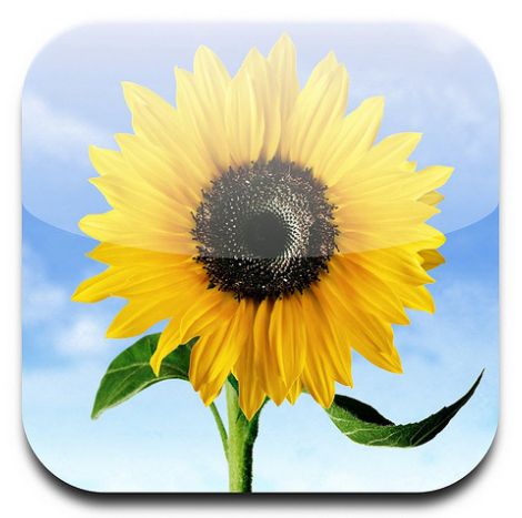 Apple's Icon Copying Arguments Against Samsung Summed Up By a Flower Old App Logos, Apple Photo, Hidden Photos, Frutiger Aero, Josh Groban, Apple Icon, Camera Icon, Iphone Photo App, Ios App Icon