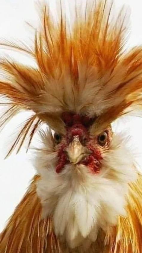 Chicken Aesthetic, Hen Farm, Regard Animal, Farm Aesthetic, Chicken Pictures, Fancy Chickens, Beautiful Chickens, Pet Memes, Cute Chickens