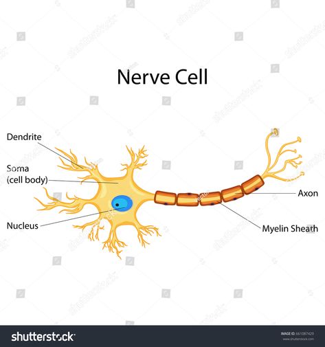 Education Chart of Biology for Nerve Cell Diagram. Vector illustration #Ad , #Sponsored, #Biology#Nerve#Education#Chart Nerve Cell Diagram, Education Chart, Cell Diagram, Nerve Fiber, Plant Cell, Nerve Cell, Diagram Design, Science Fiction Tv, Horror Music