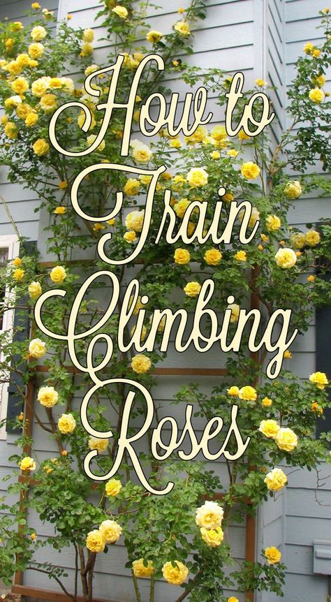 Train Climbing Roses, Pruning Roses, Rose Care, Garden Vines, Garden Shrubs, Growing Roses, Climbing Roses, Climbing Plants, How To Train