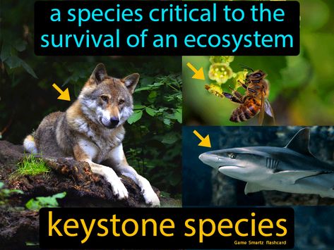 Keystone Species: A species critical to the survival of an ecosystem. Chimereons Species, Species Trait Sheet, Bee Species Chart, Monkey Species, Keystone Species, Chocolate Babies, How To Make Brown, Science Student, Human Activity