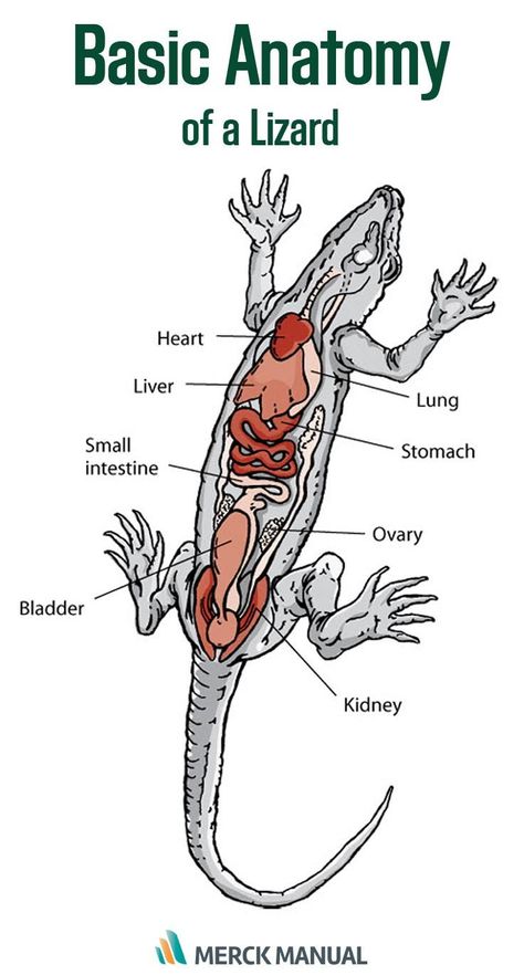 Learn about the veterinary topic of Description and Physical Characteristics of Reptiles. Find specific details on this topic and related topics from the Merck Vet Manual. Digestive Anatomy, Reptile Unit Study, Digestive System Diagram, Vet Tech School, Leg Anatomy, Dragon Anatomy, Large Lizards, Vet Medicine, Vet Assistant