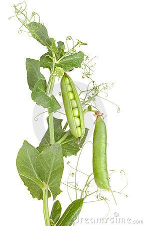 Peas Peas Plant, Studio Ghibli Crafts, Sheet Music Crafts, Bamboo Tattoo, Plant Book, Potager Garden, Plant Drawing, Flower Display, Botanical Drawings