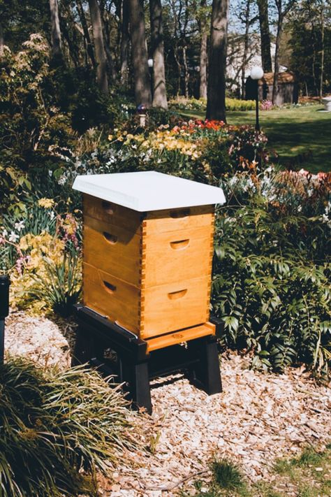 Beehive Farm, Apiary Design, Diy Bee Hive, Greenhouse Beehive, Wildflower Farm, Native Bee Hive, Observation Bee Hive, Hive Stand, Vintage Honey Bee