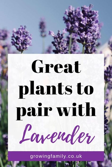 26 best companion plants for lavender in the garden - Growing Family Lavender Companion Plants, Best Companion Plants, Easy Gardening, Companion Plants, Lavender Garden, English Cottage Garden, Wildlife Gardening, Plant Combinations, Easy Garden