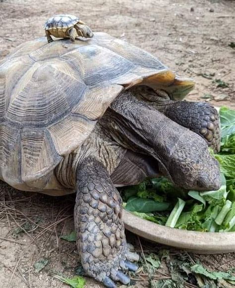 Turtle lover Marine Turtle, Tortoise Turtle, Turtle Tattoo, Kindred Spirits, Alex Turner, Turtles, Tortoise