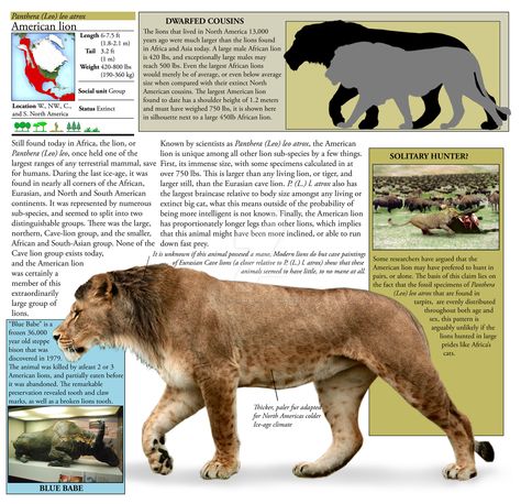 American Lion, or Panthera leo atrox, by Dantheman9758. American Lion, Prehistoric Mammals, Extinct Species, Panthera Leo, Prehistoric Wildlife, Prehistoric World, Ancient Animals, African Lion, Paleo Art