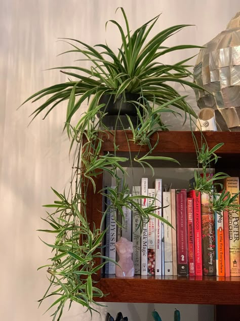 70s House Plants, Statement Plants Indoor, Spider Plant Aesthetic, Spider Plant Brown Tips, Parlor Plant, Plants In Apartment, Home Plants Aesthetic, Indoor Plants Aesthetic, Home Plants Indoor