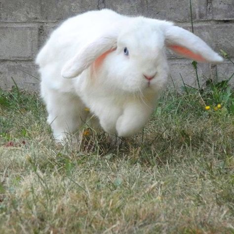 Bunny is getting some exercise! Rabbits Running, Bunny Running, Bunny Run, Running Bunny, Mini Lop Bunnies, Little Bunny Foo Foo, Somebunny Loves You, Foo Foo, Beautiful Rabbit