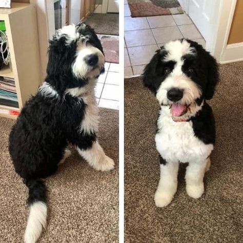 Mini Bernedoodle Haircut Styles, Bernedoodle Haircut, Bernie Doodle, Aussie Doodle Puppy, Puppy Haircut, Mini Bernedoodle, Mini Goldendoodle Puppies, Puppy Grooming, Bernedoodle Puppy