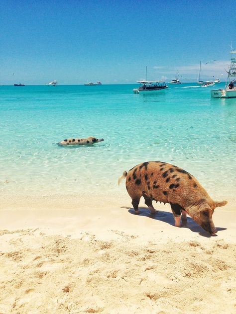 Pig Beach Bahamas, Diving Aesthetic, Exumas Bahamas, Beach Bahamas, Bimini Islands, Pig Island, Zoo Inspiration, Pig Beach, Mangrove Swamp