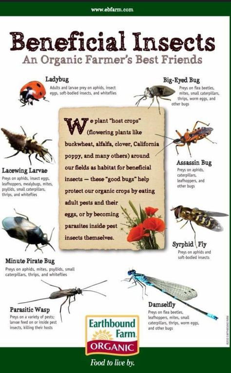 Good and Bad bugs for garden Falling Plants, Insect Eggs, Organic Gardening Pest Control, Insect Hotel, Garden Bugs, Garden Insects, Organic Gardening Tips, Beneficial Insects, Small Space Gardening