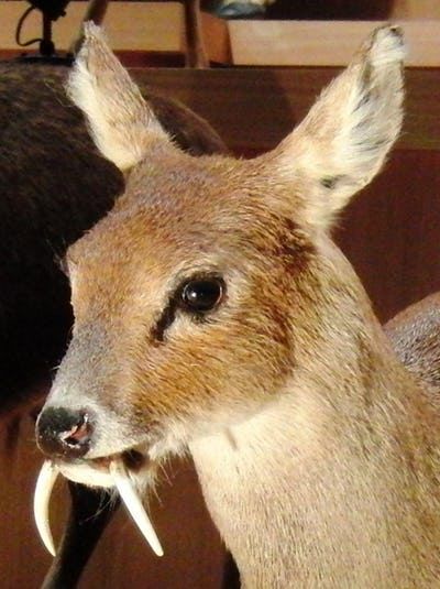 Water Deer is listed (or ranked) 2 on the list Rare Animals That Look Fake But Are In Fact 100% Real Vampire Deer, River Animals, Animals Walking, Weird Looking Animals, Water Deer, Scary Vampire, Strange Animals, Small Deer, Albino Animals