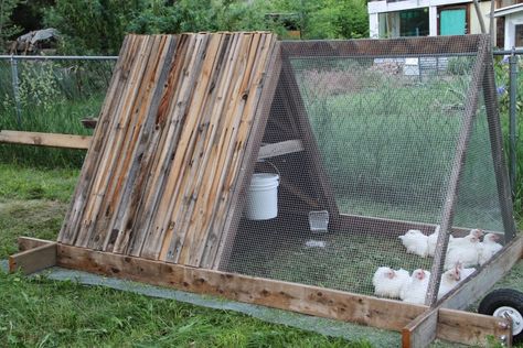 Chicken Coop Inside, A Frame Chicken Coop, Chicken Coop Garden, Meat Birds, Backyard Chicken Coop Plans, Chicken Pen, Chicken Tractors, Diy Chicken Coop Plans, Chicken Coop Run