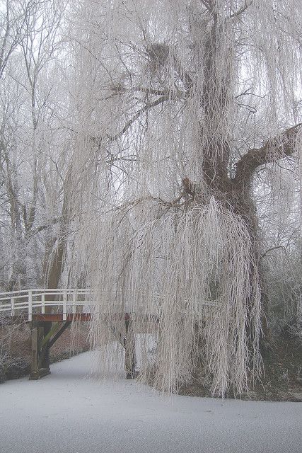 White Willow Tree, Heart Of Ice, Tree In Winter, Old Money House, Weeping Willow Tree, White Willow, Swan Princess, Snow Angel, Winter Fairy