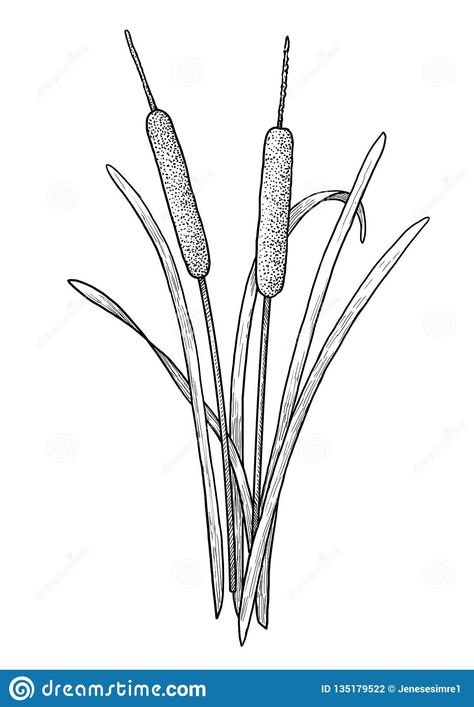 Cattail Illustration, Cat Tail Plant, White Hawk, Cat Tails, Basic Drawing, Cat Tail, Plant Drawing, Plant Illustration, Cat Drawing