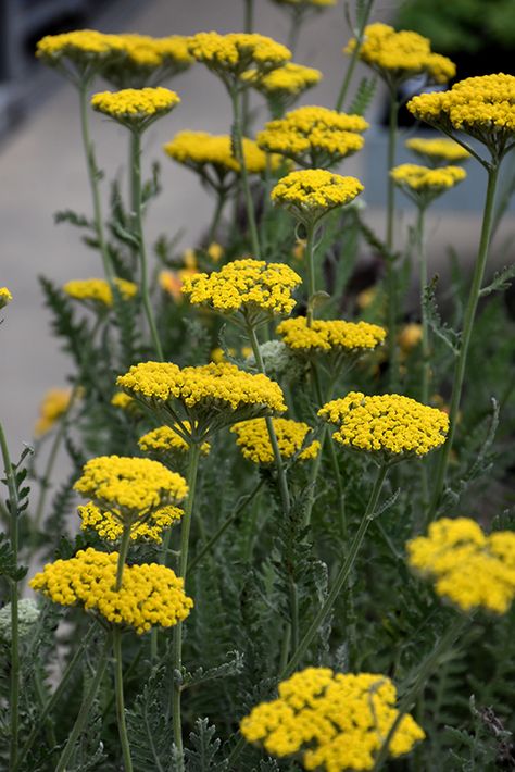 Achillea Coronation Gold, Yellow Achillea, Haunted Cottagecore, Golden Yarrow, Porch Flower Bed, Condo Garden, Yellow Yarrow, Sand Cherry, Yellow Perennials