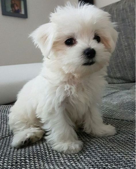 Follow @i.just.love.maltese ❤️ for more Please don't move around without giving some love & wishes! Tag a friend who need to see this adorable puppy in a comment below👇 ➖➖➖➖➖➖➖➖➖➖➖➖ Credit : @popthebulldog **Credit goes to the respective owner.** 📷 | DM for perfect Credit or remove ! #maltese #maltesedog #maltesedogs #maltesegram #malteselife #malteselove #malteselover #maltesenation #malteseofficial #maltesepuppies #maltesepuppy #malteser #malteses #maltesesofinstagram #maltesestagram #ma... White Fluffy Puppies, Pomeranian Puppy Teacup, Teacup Maltese, Maltese Dog, Love Wishes, Cute Puppy Pictures, Adorable Puppy, Cute Dog Pictures, Maltese Puppy