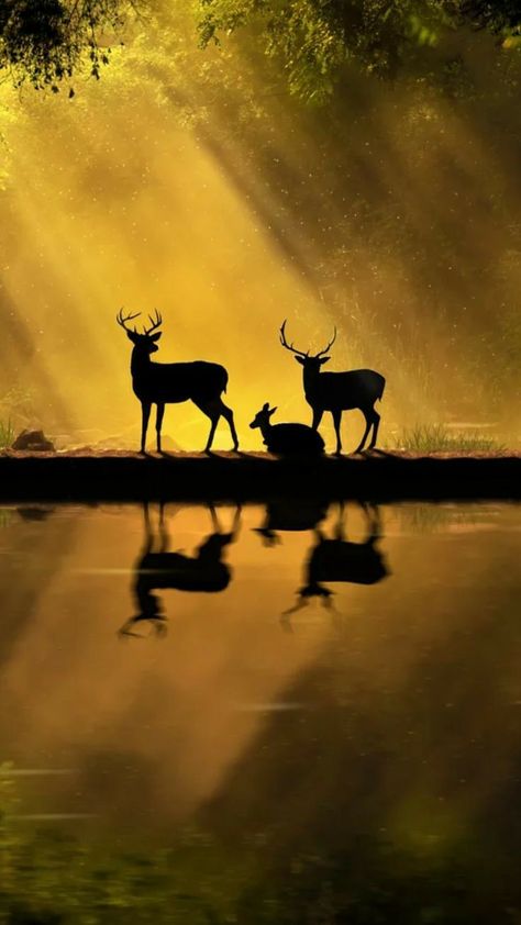 Water Colour Painting Ideas, Colour Painting Ideas, Woodsy Christmas, As The Deer, Shadow Painting, Moose Deer, Photos Animals, Deer Pictures, Alice Angel