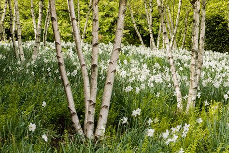 White daffodils and ferns under birch trees at the Chicago Botanic Garden at 1000 Lake Cook Road in Glencoe, Illinois on April 29, 2012 White Daffodil Garden, Birch Garden, Birch Trees, Birch Trees Garden, Birch Trees Landscaping, Ferns Garden, Chicago Botanic Garden, Garden Design Plans, Side Garden