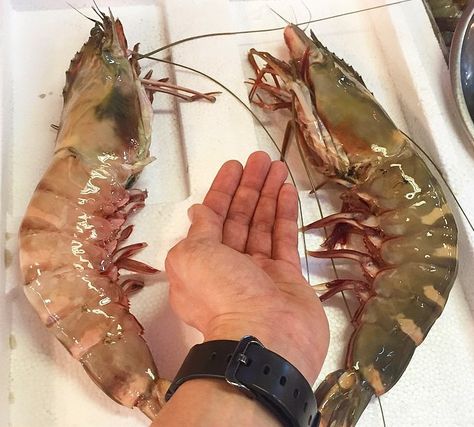 Giant 12" Papau New Guinea prawns being cooked on the #BigGreenEgg at #Prawnography Papau New Guinea, Fish Infographic, Prawn Farming, Tiger Prawn, Tiger Prawns, Giant Tiger, King Prawns, Florida Food, Crab And Lobster