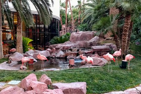 Flamingo Habitat, Flamingo Las Vegas, Animal Habitat, Flamingo Hotel, Zoo Architecture, Las Vegas Boulevard, Water Playground, Real Family, Family Hotel