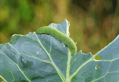 Cabbageworm Control | Planet Natural Garden Pests Identification, Lawn Pests, Organic Gardening Pest Control, Cabbage Worms, Garden Bugs, Japanese Beetles, Natural Pest Control, Garden Pest Control, Broccoli Cauliflower