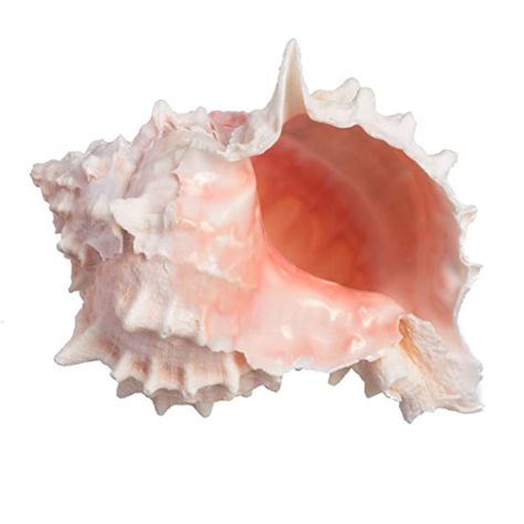 AmazonSmile: Pink Murex Seashell 4" | 1 pc.: Baby Ocean Bedding, Murex Shell, Types Of Olives, Pink Seashell, Instagram Projects, Moody Interiors, She Sells Seashells, Nautical Baby, Nautical Nursery