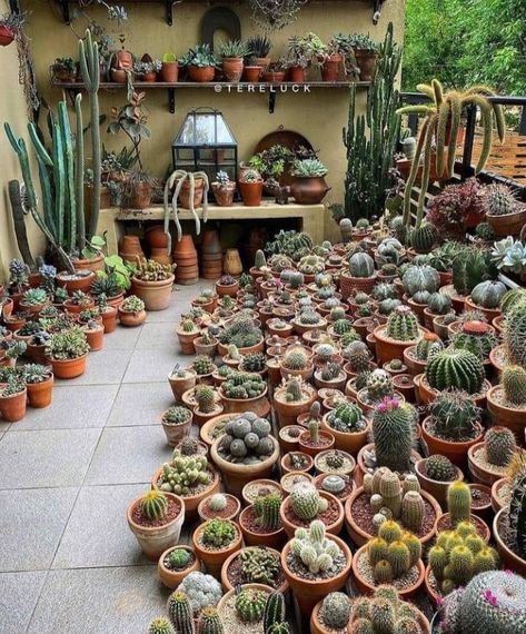 Cactus Garden Design, Cactus Collection, Backyard Greenhouse, Plant Projects, Succulent Gardening, Plant Decor Indoor, Plant Aesthetic, House Plants Decor, Cactus Y Suculentas