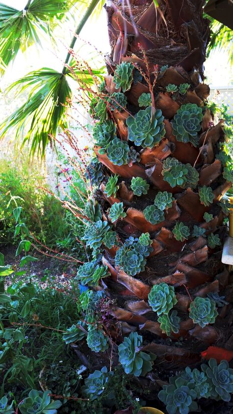 Palm Tree And Succulent Garden, Palm Trunk Ideas, Palm Tree Trunk Ideas, Succulent Garden Landscape, Arizona Gardening, Succulent Tree, Garden Stairs, Succulents Decor, Succulent Gardening