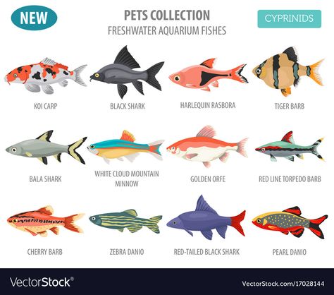 Illustrated Fish, Fish Infographic, Doodle Reference, Community Fish Tank, Fish Chart, Pig Breeds, Saltwater Aquarium Fish, Tropical Fish Aquarium, Tropical Freshwater Fish