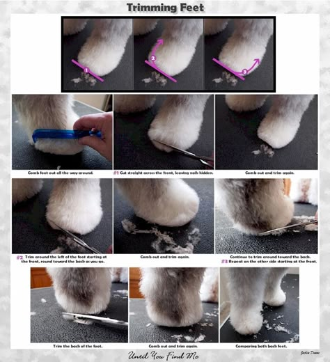 Dog Grooming Guide, Pet Grooming Salon Ideas, Dog Grooming Ideas, Dog Grooming Salon Ideas, Japanese Dog Grooming, Grooming Yorkies, Trimming Hair, Grooming Dogs, Pet Grooming Business