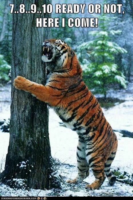 High-Stakes Hide and Seek Cats Gif, Big Cat Family, Funny Tiger, Siberian Tiger, Newfoundland Dog, Cat Family, Cheetahs, A Tiger, Funny Animal Memes