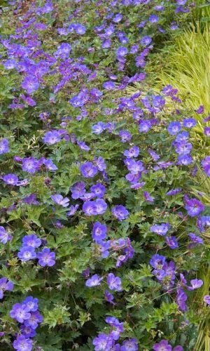 geranium-rozanne-cranesbill-1-1 Diy Gnome Garden, Gnome Garden Ideas, Rozanne Geranium, Geranium Care, Blooming Perennials, Geranium Rozanne, Cranesbill Geranium, Long Blooming Perennials, Clematis Montana