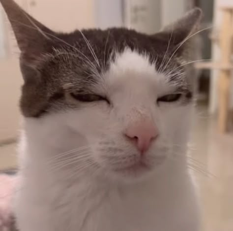 Kiss Cat Reaction Pic, Cat Blushing Reaction Pic, Blushing Cat, Suspicious Cat, Cat Moods, Cute Cat Aesthetic, Cats Animated, Mood Cat, Cat Mood