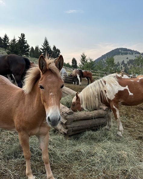 Summer at its finest Farm Sanctuary, Wildlife Sanctuary, Animal Sanctuary, Future Goals, Animal Pictures, Animals, Pins