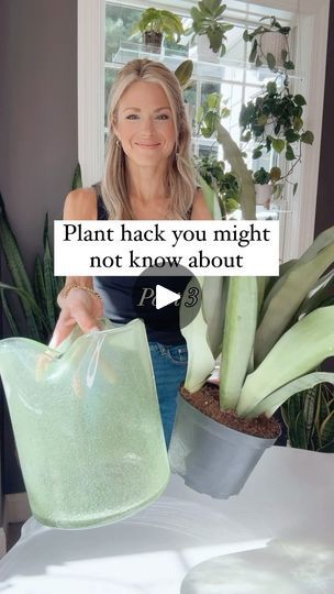 63K views · 4K reactions | Plants grown in just water?! 💦🪴⤵️

It’s perfect if you’ve ever struggled with over or under watering! And a unique way to display your beautiful houseplants! 

I used a snake plant, but there are so many other plants that are known to thrive when grown this way. Here are a few…

🌱Peace Lily 
🌱Pothos
🌱Monstera
🌱Philodendron
🌱Pilea
🌱Spider Plants 
🌱Chinese Evergreen

And many others!

Using room temperature water that is distilled, filtered or rain water is ideal. (You want to avoid chlorine or other harmful chemicals) When placing your plant in the vase, only the roots should reach the bottom. You want the leaves and stems to stay above the waterline to prevent rotting! 

All you need to do is refresh the water around once a week and add fertilizer! For a Growing Plants In Water, Beautiful Houseplants, Plants Grown In Water, Plant Hacks, Chinese Evergreen, Philodendron Monstera, Indoor Planter, Plants Indoor, Peace Lily