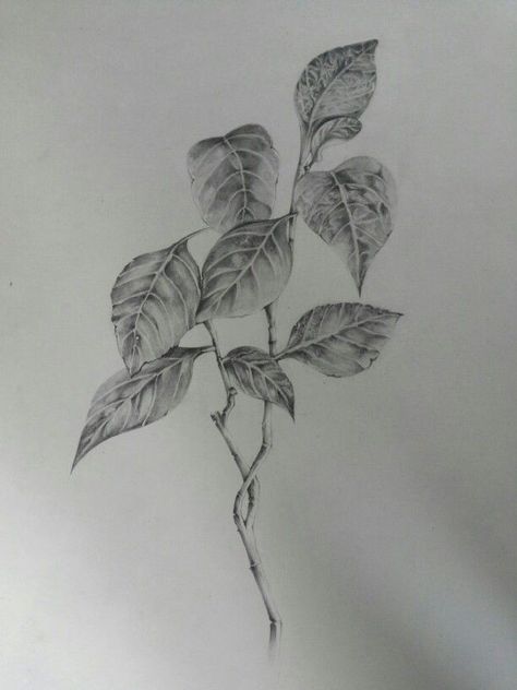 Leave Sketch Pencil, Leaves Drawing Pencil Shading, Leaves Pencil Shading, Flower Study Sketch, Shaded Leaves Drawing, Leaves Shading Pencil, Leaves Sketch Pencil, Nature Study Drawing Sketch, Plants Drawing Pencil