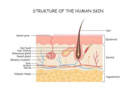 Structure Of Skin In Human Vector Art, Icons, and Graphics for Free Download Skin Diagram, Structure Of Skin, Hair Diagram, The Human Anatomy, Basement Membrane, Human Body Activities, Human Vector, Integumentary System, Skin Structure