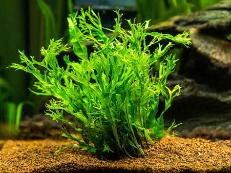 Java Fern, Water Ferns, 10 Gallon Fish Tank, Types Of Ferns, Leaf Structure, Live Aquarium Plants, Aquarium Ideas, Live Aquarium, Fish Tank Plants