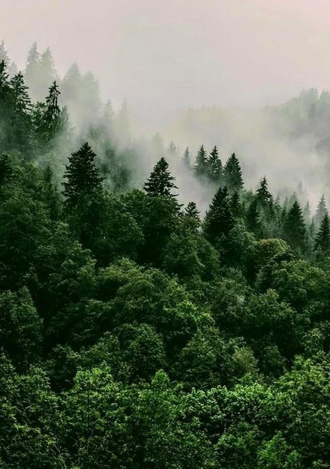 Grace + Core + Aesthetic, Dark Naturalism Aesthetic, Dark Naturalism, Misty Forest, Forest Pictures, Forest Wallpaper, Beautiful Locations Nature, Summer Wallpaper, Green Aesthetic